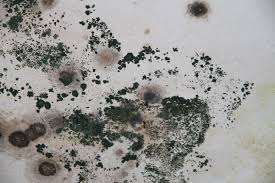 Do Not Wait to Take Care of Mold Problems in South Florida