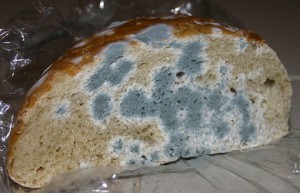 Mold a Constant Threat for South Florida Restaurants and Stores