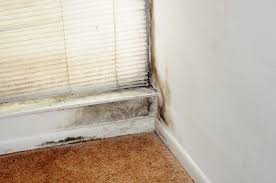 snowbirds-sometimes-find-mold-problems-in-their-winter-homes