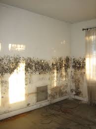 flooding-in-south-florida-often-leads-to-mold-problems